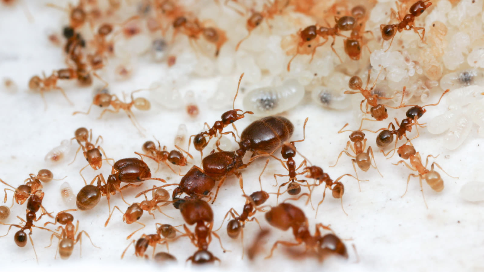 Un grupo de hormigas obreras trabajando juntas en una colonia (imagen de archivo)